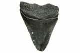 Juvenile Megalodon Tooth - North Carolina #361674-1